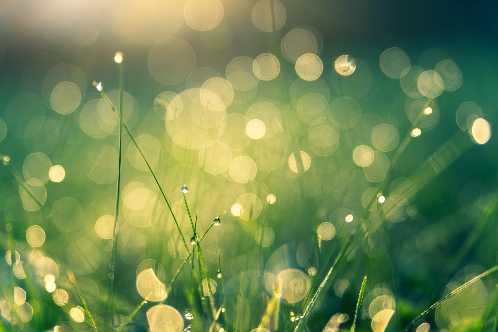 "Green grasses". Foto por Johannes Plenio (Unsplash)