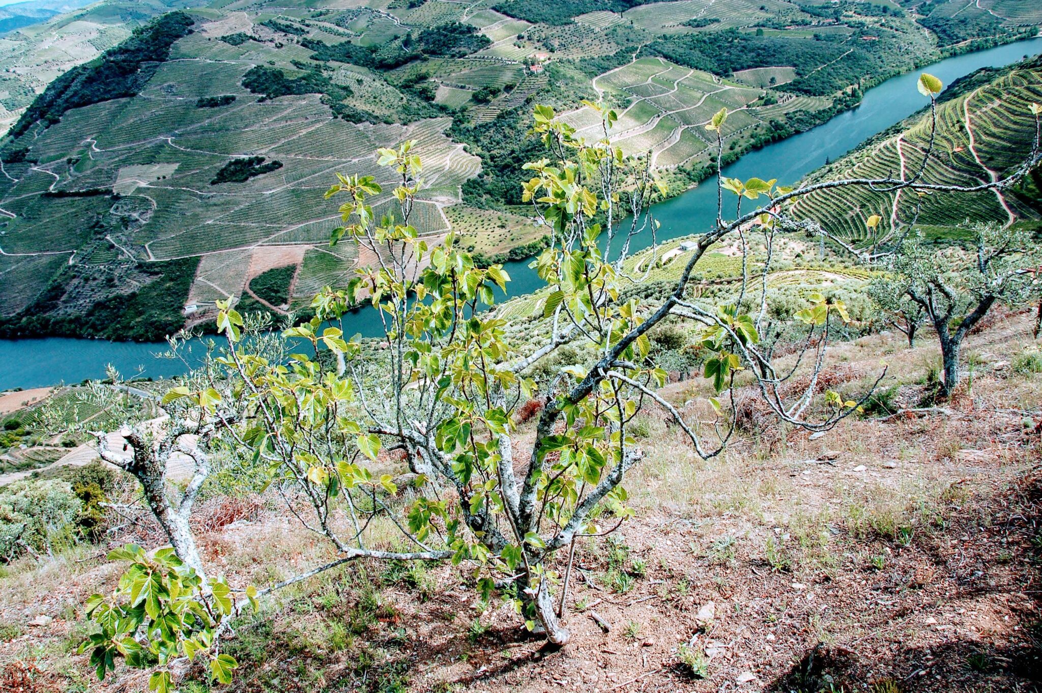 Figueira (Douro)